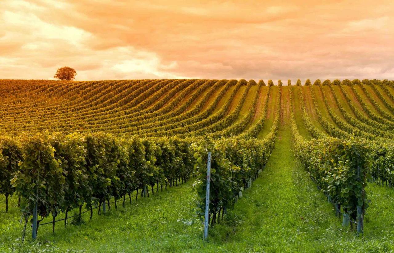 Vila Domaine Jean-Got, Proche De Saint Emilion Lugaignac Exteriér fotografie